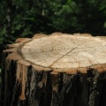 Enhance Your Landscape with Sprinklers & Tree Care