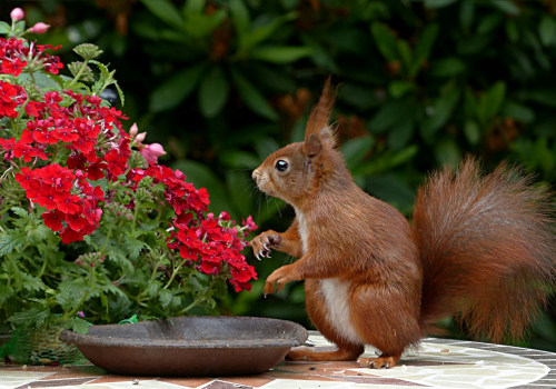 The Role Of Professional Wildlife Removal In Lawn Sprinkler Systems Maintenance In Franklin, TN