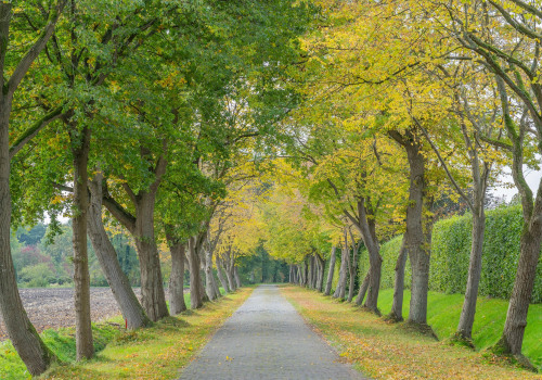 Enhance Your Landscape with Lawn Sprinklers and Tree Care